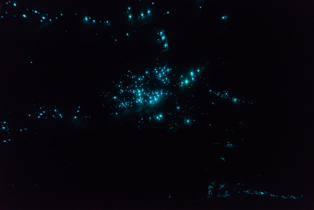 NOCTILUCA